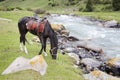 A horse grazing near the river. Kyrgyzstan. Royalty Free Stock Photo