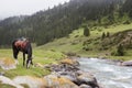 A horse grazing near the river. Kyrgyzstan. Royalty Free Stock Photo