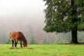 Horse grazing near a tree Royalty Free Stock Photo