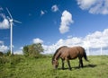 Horse grazing near turbines Royalty Free Stock Photo