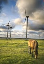 Horse grazing near windmills