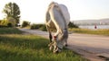 Horse grazing next to the lake