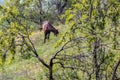 Horse Grazing in Orchard