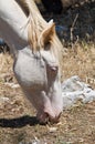 Horse grazing in a paddock. Royalty Free Stock Photo