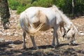 Horse grazing in a paddock. Royalty Free Stock Photo