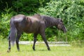 Horse Grazing in Pasture