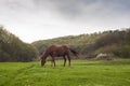 Horse grazing in pasture enjoying the summer sunrise.