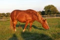 Horse grazing in a pasture