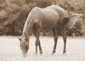 Horse grazing in pasture Royalty Free Stock Photo