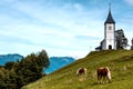 Horse Grazing at Picturesque  Church Of St Primoz.in Jamnik,Kamnik, Slovenia Royalty Free Stock Photo