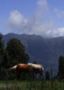 Horse Grazing in Field with Mountains Behind it