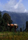 Horse Grazing in Field with Mountains Behind it