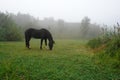 Horse grazing on a rural meadow Royalty Free Stock Photo