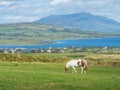 Grazing Horse In Ireland