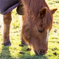 A horse grazing a square crop photo