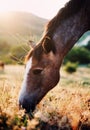 Horse grazing in summer field Royalty Free Stock Photo