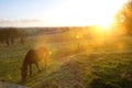 Photo of Horse grazing with sunset Royalty Free Stock Photo