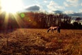 Horse Grazing at Sunset Royalty Free Stock Photo