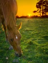 Horse grazing at sunset