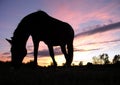 Horse grazing at sunset (Silhouette) Royalty Free Stock Photo