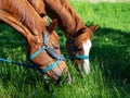 Horse grazing. Two beautiful bay horses bent over and eat grass. Royalty Free Stock Photo