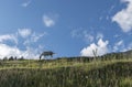 Horses grazing in the high mountains, Valtellina, Italy Royalty Free Stock Photo