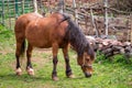 The horse grazing in a village