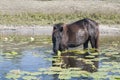 Horse grazing waterlily leaves Royalty Free Stock Photo