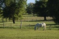 Horse grazing