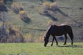 A horse grazing