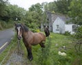 Horse in green garden near ruin of old houses in kerry Royalty Free Stock Photo