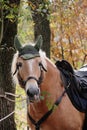 Horse portrait Royalty Free Stock Photo