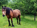 A horse in a green meadow beneath a tree Royalty Free Stock Photo