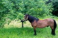 A horse in a green meadow beneath a tree Royalty Free Stock Photo