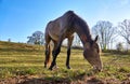 Horse on a green meadow while grazing. With trees and blue sky in the background Royalty Free Stock Photo
