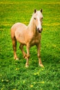 Horse on green pasture