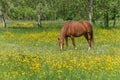 Horse in a green pasture filled with yellow buttercups