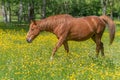 Horse in a green pasture filled with yellow buttercups