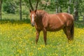 Horse in a green pasture filled with yellow buttercups