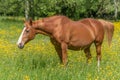 Horse in a green pasture filled with yellow buttercups