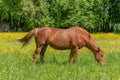 Horse in a green pasture filled with yellow buttercups