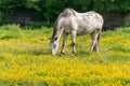 Horse in a green pasture filled with yellow buttercups Royalty Free Stock Photo