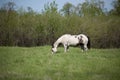 Horse in green pasture