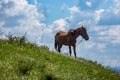 Horse on green pasture in spring, cloudy sky Royalty Free Stock Photo