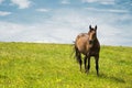 A horse on a green pasture with yellow flowers against a blue sky with clouds. Brown horse Royalty Free Stock Photo