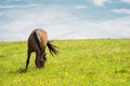 A horse on a green pasture with yellow flowers against a blue sky with clouds. Brown horse Royalty Free Stock Photo