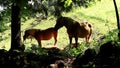 Horse haflinger family
