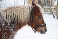 Horse Haflinger in winter Royalty Free Stock Photo