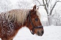 Horse Haflinger in winter