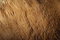 Horse Hair Background Royalty Free Stock Photo